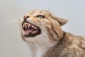 museum de histoire naturelle troyes 8-2025 2815